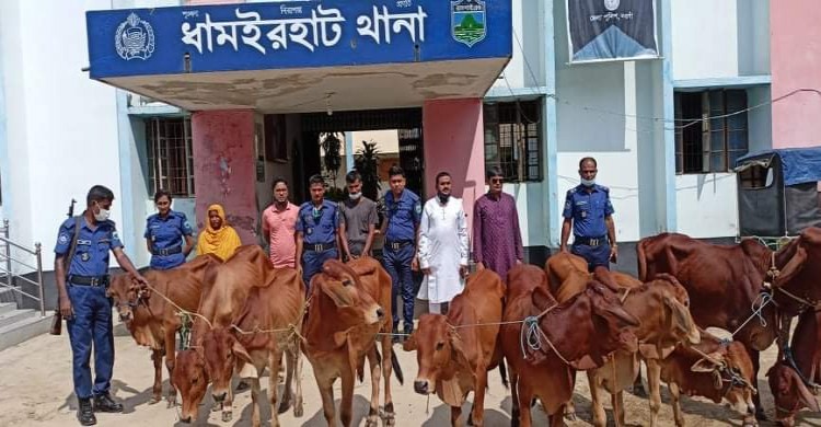 ধামইরহাটে পুলিশের অভিযানে ১০টি ভারতীয় গরু সহ আটক২