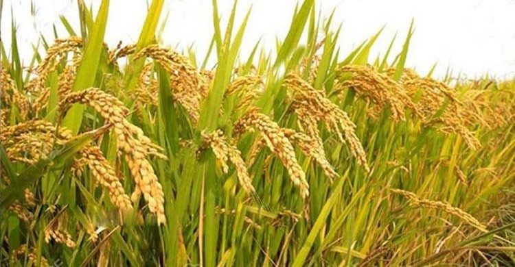 গোপালগঞ্জে আউশ ধানের উৎপাদন লক্ষ্যমাত্রা ১১ হাজার ১৬ মেট্রিক টন