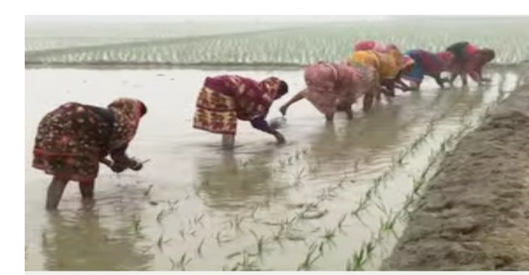 কিশোরগঞ্জে হাড়কাঁপানো শীতেও হাওরে বোরো আবাদের কর্মযজ্ঞ