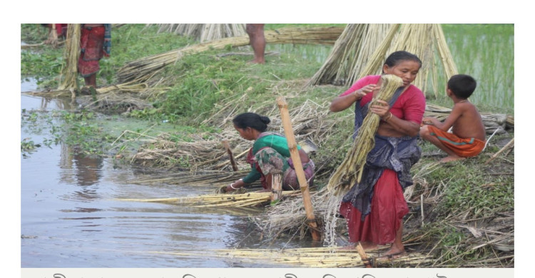 রংপুরে ২০ বছরে পাট চাষ কমেছে ৭০ শতাংশ