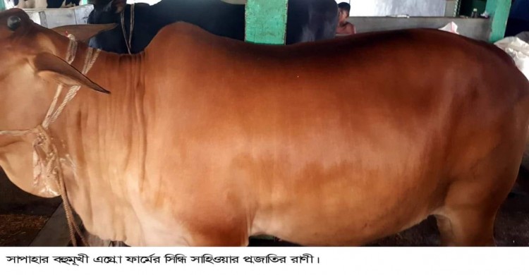 রাজধানীর পশুর হাটে দেখা মিলবে সাপাহারের গরু!