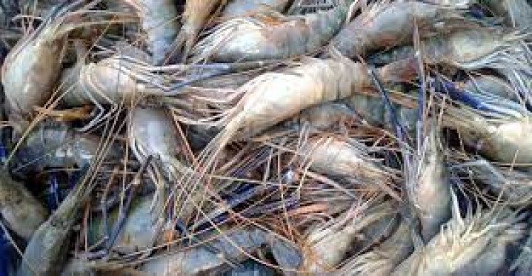 চকরিয়ার চরণদ্বীপ চিংড়িঘেরে ডাকাতি : হামলায় আহত ৭