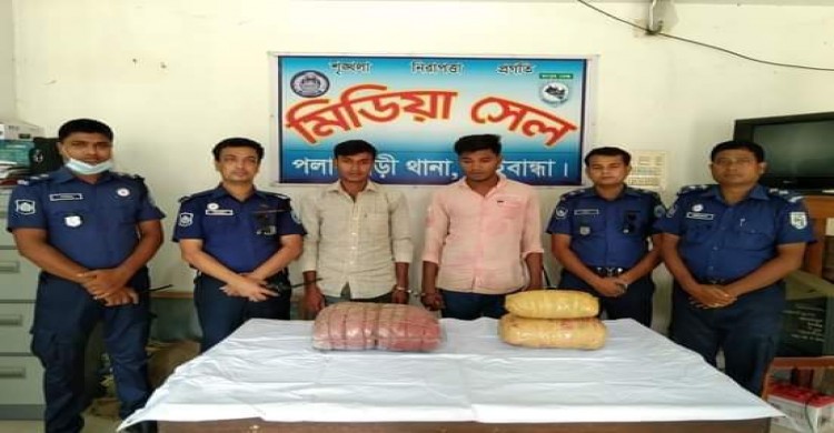 পলাশবাড়ীতে ৮ কেজি গাঁজাসহ দুই মাদক ব্যবসায়ী গ্রেফতার