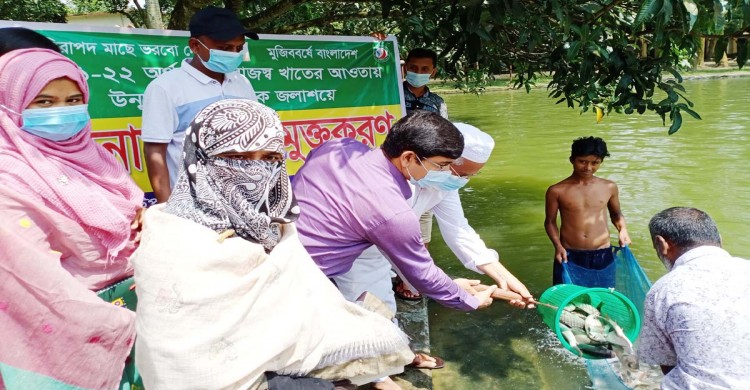 ধামইরহাটে ১৩ টি জলাশয়ে ৩৭৬ কেজি পোনামাছ অবমুক্ত
