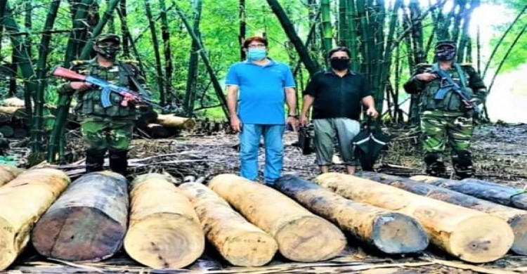 লক্ষ্মীছড়িতে সেনাবাহিনীর অভিযানে লক্ষাধীক টাকার অবৈধ সেগুন কাঠ আটক