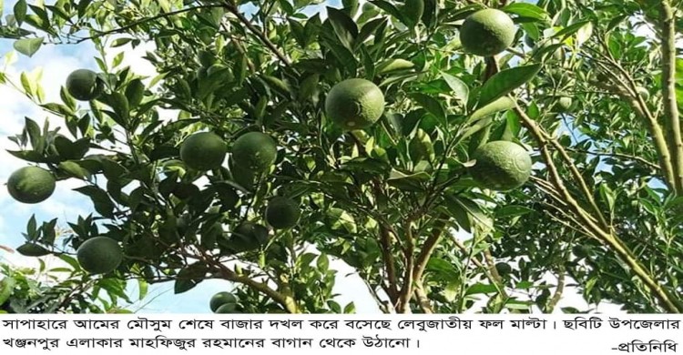 সাপাহারে আম শেষে বাজার দখল করেছে মাল্টা