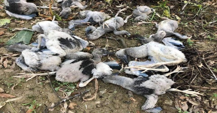 রামেক হাসপাতালে পাখি হত্যার ঘটনায় আদালতে কোটি টাকার ক্ষতিপূরণে মামলা