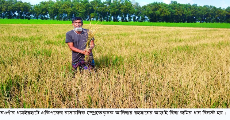 ধামইরহাটে শত্রুতার বলি হলো আড়াই বিঘা জমির ধান