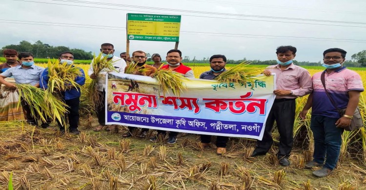 পত্নীতলায় ব্রি ধান ৭৫  ব্যাপক সাড়া ফেলেছে