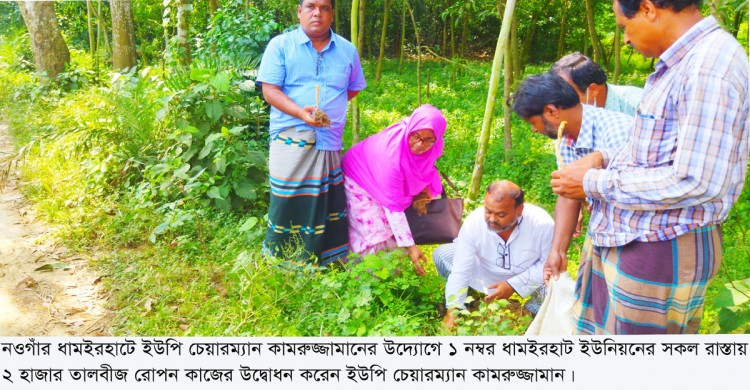 ধামইরহাটে ইউপি চেয়ারম্যান কামরুজ্জামানের উদ্যোগে সপ্তাহ ব্যাপী তালবীজ রোপন