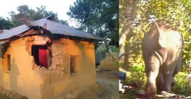 খাগড়াছড়ির মানিকছড়িতে লোকালয়ে বন্য হাতি, আতঙ্কে এলাকাবাসী