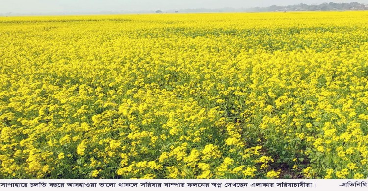 সাপাহারে হলুদের মাঝে দোল খাচ্ছে কৃষকের স্বপ্ন!