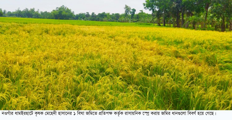 ধামইরহাটে প্রতিপক্ষের শত্রুতার বিষে পুড়ল কৃষক মেহেদীর জমির ধান