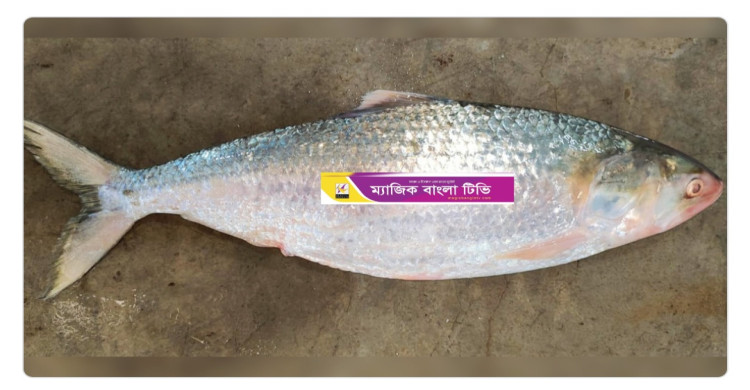 এক ইলিশ বিক্রি হয়েছে ১৩ হাজার ৩৯০ টাকায়।